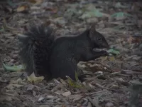 Zwarte eekhoorn [Sciurus niger]
